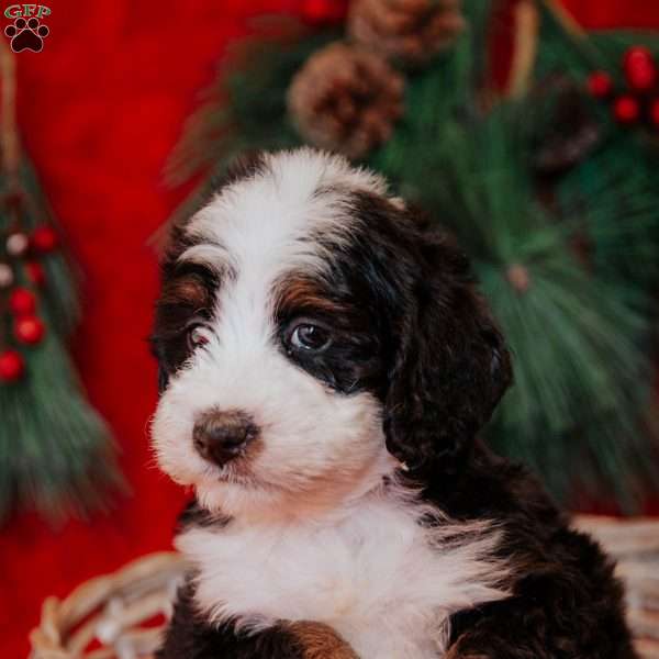 Wisper, Mini Bernedoodle Puppy